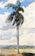 Royal Palm by Charles De Wolf Brownell - Hand-Painted Oil Painting on Canvas on Sale