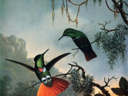 Two Hummingbirds by Martin Johnson Heade - Hand-Painted Oil Painting on Canvas Cheap